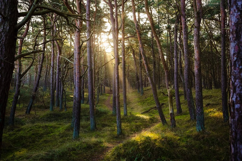 Goblin Forest, New Zealand