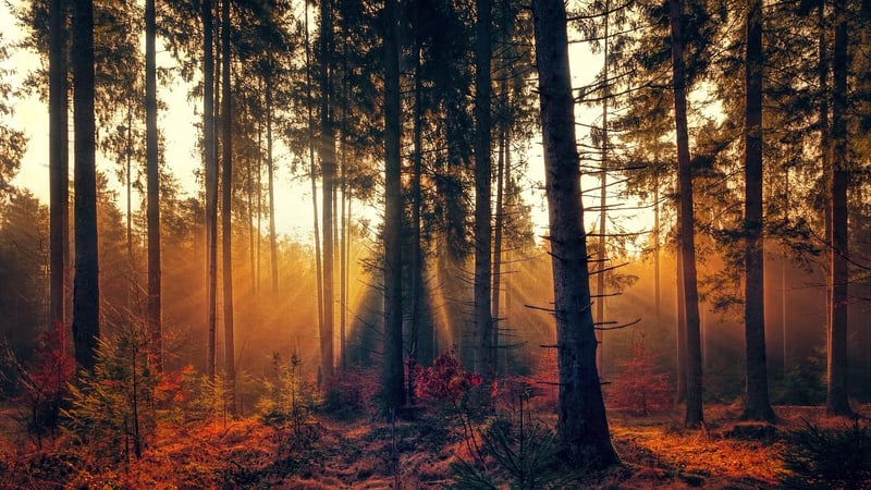 Enchanting Forest